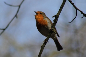 Robin