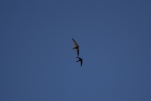 Swifts