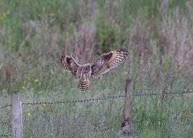 Short Eared Owl