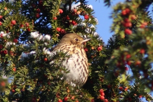 Song Thrush