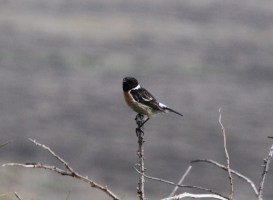 Stonechat