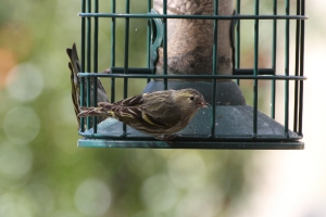 Siskin - female