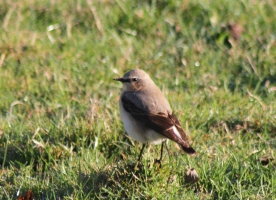 Wheatear