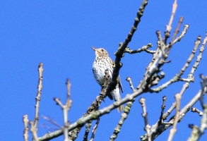 Song Thrush