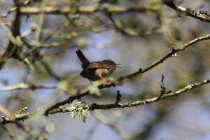 Wren