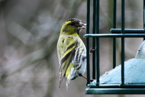 Siskin - male