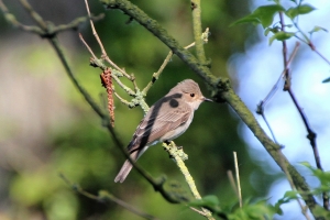 Spotted Flycatcher