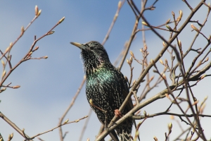 Starling