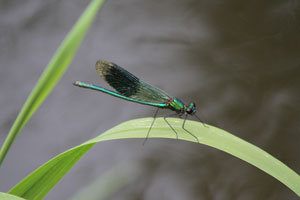 Branded Agrion