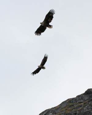 Sea Eagles