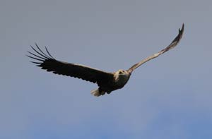 Sea Eagle