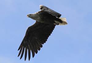 Sea Eagle