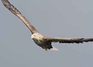 Sea Eagle