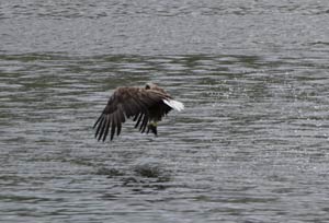 Sea Eagle