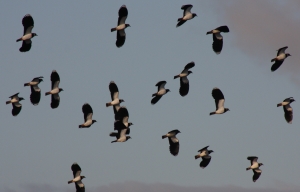 Lapwings