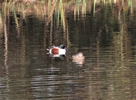 Shoveler