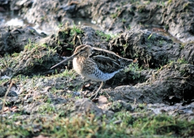 Snipe