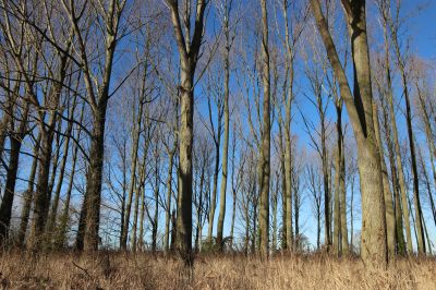 Poplars at Hockenhull