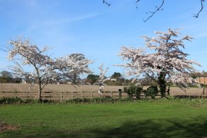 Memorial Trees