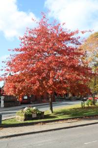 Village Green