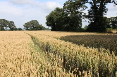 Corn Field