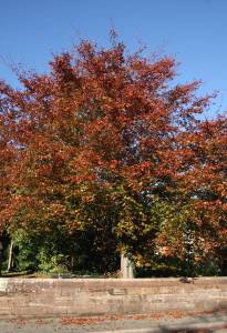 Copper Beech