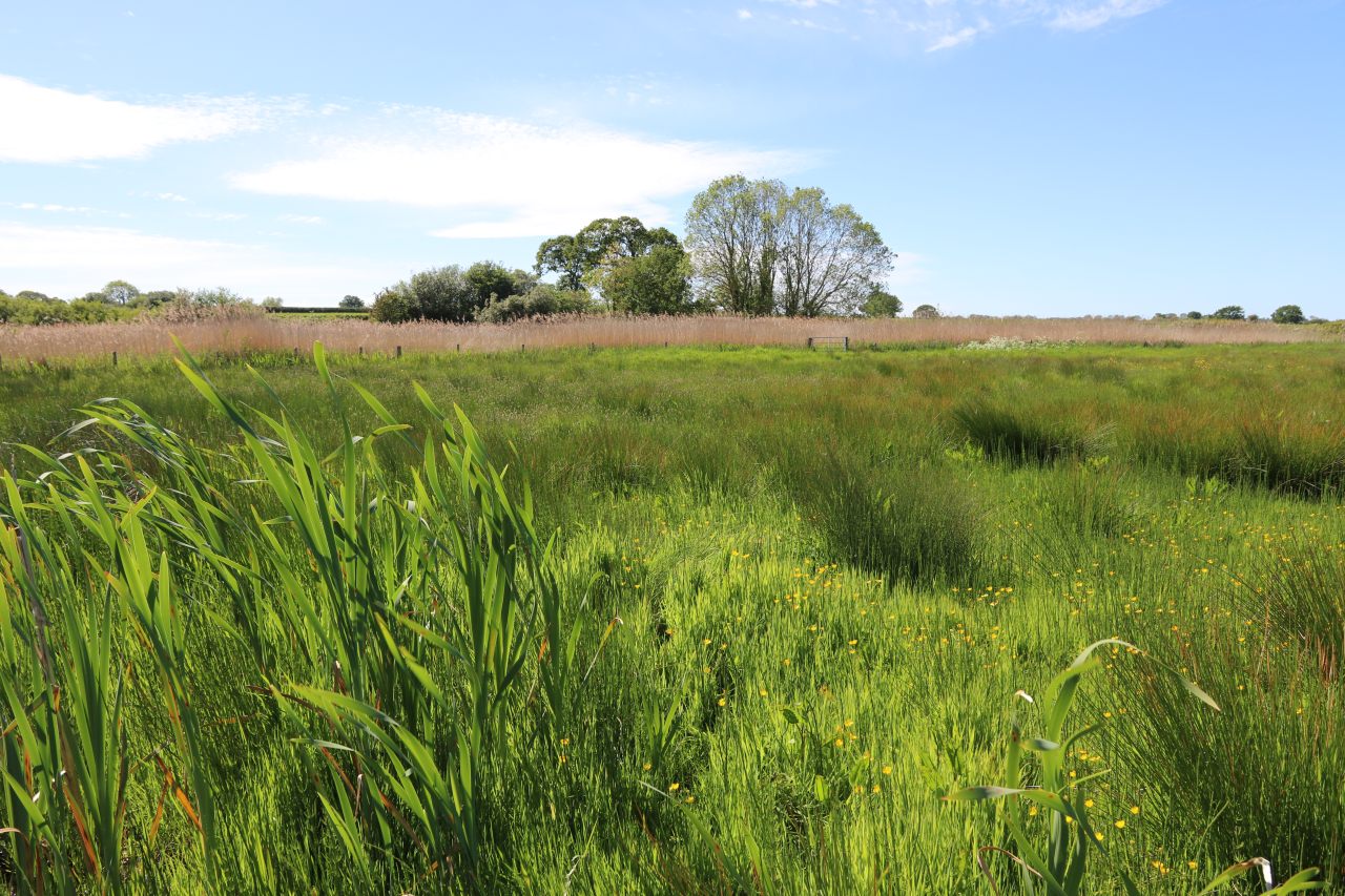 Big Meadow