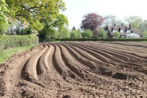 Potato Field