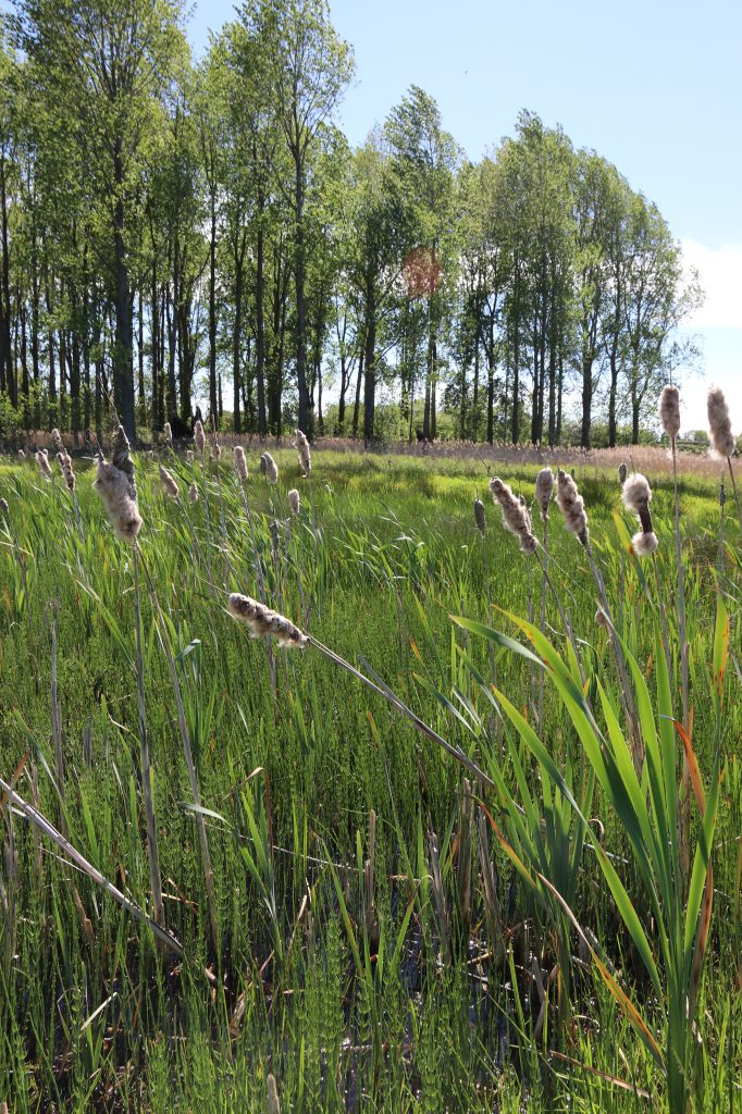 New Scrape and Poplar Plantation