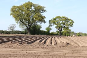 Across the Potato Field