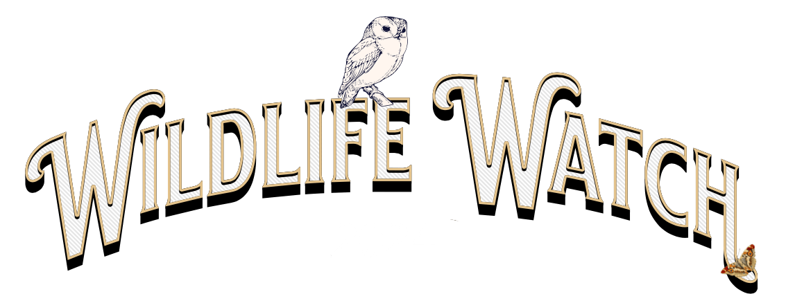 Wildlife Watch 2024