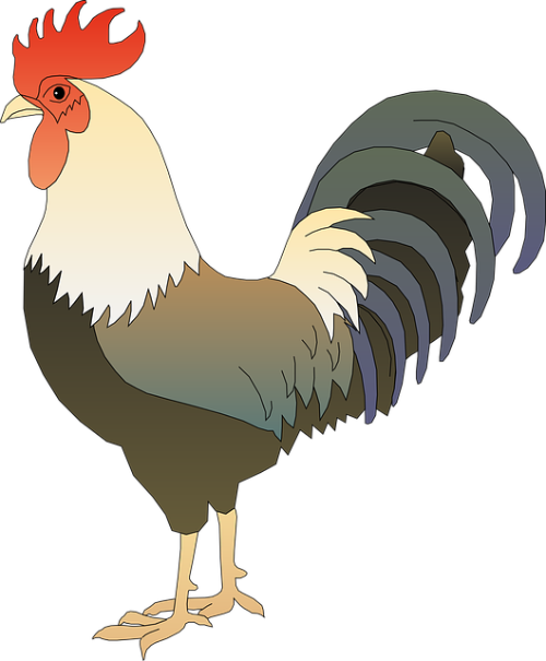 Cockerel