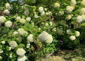 Viburnum