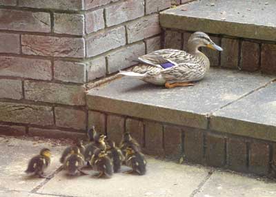 Mother managing to get away for some peace and quiet