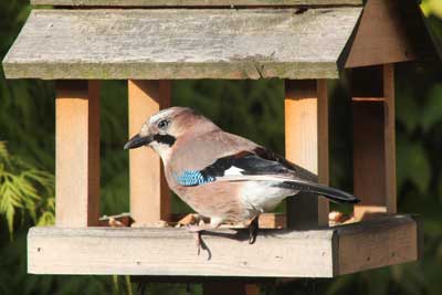 Jay just about fits on my bird table