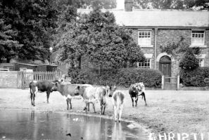 Watering hole for cattle 1907