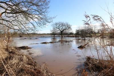  Flooded water Meadow 