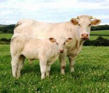  Charolais Cattle 