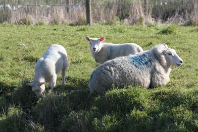  Sheep at Rowton 