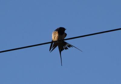  Swallow 