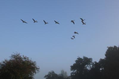  Geese over Brown Heath, Christleton 