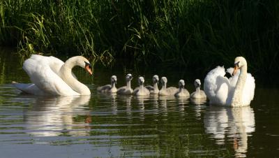  Family of swans on the canal at Christleton 