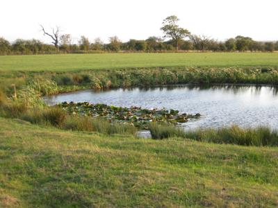  Pit with Water Lilies 