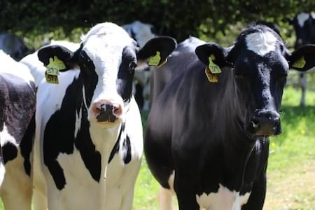 Friendly Cattle