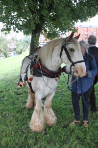  Snowy - Canal Horse 