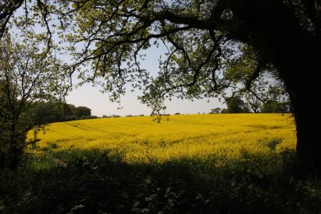  Field of Oil Seed Rape 