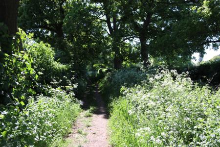  Tree Lane 