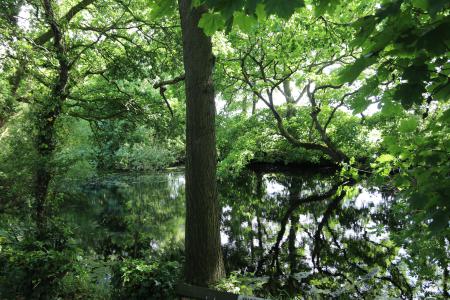  Birth Heath Common Pond, Christleton 