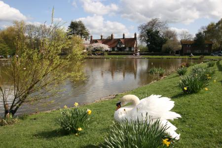  Christleton Pit and Swans 