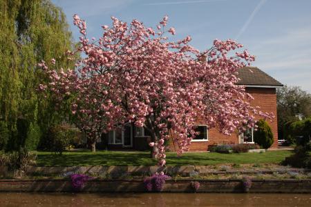  Blossom on the Canalside 